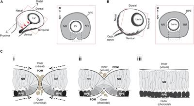 Closing the Gap: Mechanisms of Epithelial Fusion During Optic Fissure Closure